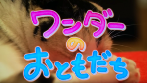 【関テレ】ワンダーのおともだちのコーナーにて猫専用置き畳【コット】が映りました！