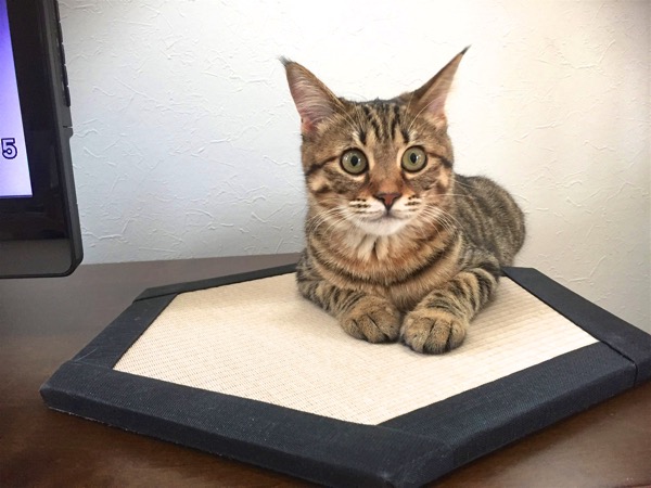 西宮市CoCoちゃんが気に入った猫専用置き畳コット