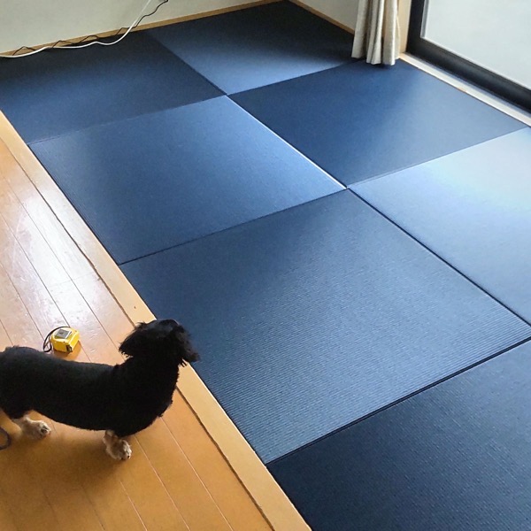 インディゴ色の琉球畳と犬